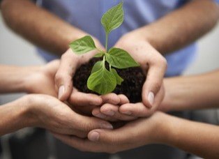 Plantje